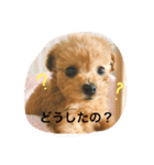 トイプードルのフラちゃん【日常編】（個別スタンプ：15）