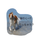 ボンボンぺぺ（個別スタンプ：14）