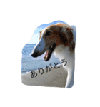 ボンボンぺぺ（個別スタンプ：16）