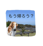 ボンボンぺぺ（個別スタンプ：18）