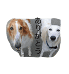 ボンボンぺぺ（個別スタンプ：22）