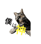 My cat's is cute（個別スタンプ：1）