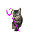 My cat's is cute（個別スタンプ：2）