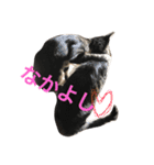 My cat's is cute（個別スタンプ：3）