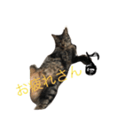 My cat's is cute（個別スタンプ：4）