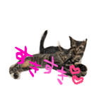 My cat's is cute（個別スタンプ：6）