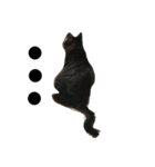 My cat's is cute（個別スタンプ：7）
