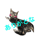 My cat's is cute（個別スタンプ：8）