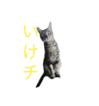 My cat's is cute（個別スタンプ：9）