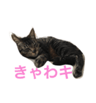 My cat's is cute（個別スタンプ：10）