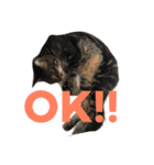 My cat's is cute（個別スタンプ：11）