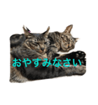 My cat's is cute（個別スタンプ：14）