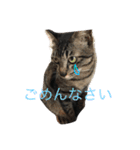 My cat's is cute（個別スタンプ：15）