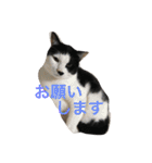 My cat's is cute（個別スタンプ：18）