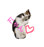 My cat's is cute（個別スタンプ：19）