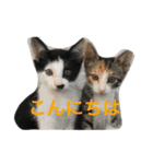 My cat's is cute（個別スタンプ：20）
