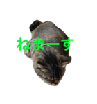 My cat's is cute（個別スタンプ：21）