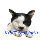 My cat's is cute（個別スタンプ：22）