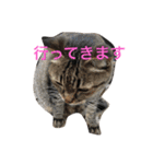 My cat's is cute（個別スタンプ：23）