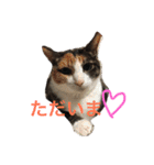 My cat's is cute（個別スタンプ：24）