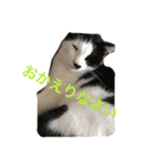 My cat's is cute（個別スタンプ：25）