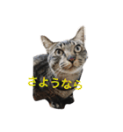 My cat's is cute（個別スタンプ：26）