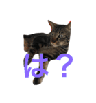 My cat's is cute（個別スタンプ：27）