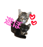 My cat's is cute（個別スタンプ：29）