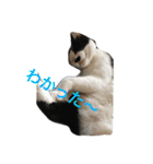My cat's is cute（個別スタンプ：31）