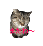 My cat's is cute（個別スタンプ：32）