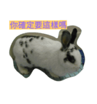 12th my dear rabbit（個別スタンプ：8）