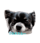 Chihuahua-no-koochan2（個別スタンプ：1）