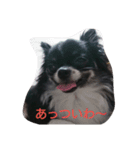 Chihuahua-no-koochan2（個別スタンプ：2）