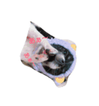 Chihuahua-no-koochan2（個別スタンプ：3）