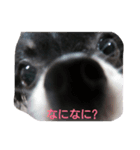 Chihuahua-no-koochan2（個別スタンプ：6）
