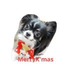 Chihuahua-no-koochan2（個別スタンプ：7）