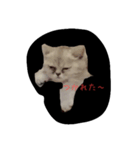 子猫の すたんぷ 001（個別スタンプ：1）