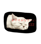 子猫の すたんぷ 001（個別スタンプ：2）