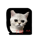 子猫の すたんぷ 001（個別スタンプ：3）
