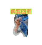Our pet（個別スタンプ：2）