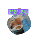 Our pet（個別スタンプ：4）