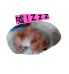 Our pet（個別スタンプ：5）
