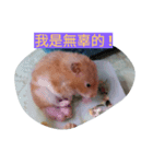 Our pet（個別スタンプ：6）