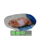 Our pet（個別スタンプ：7）