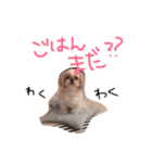 かめきち。（個別スタンプ：1）