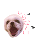かめきち。（個別スタンプ：3）