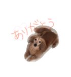 かめきち。（個別スタンプ：7）