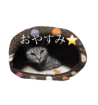 ニャンコだより（個別スタンプ：2）