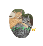 ニャンコだより（個別スタンプ：3）