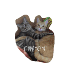 ニャンコだより（個別スタンプ：4）